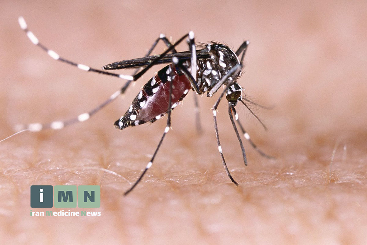 همه چیز درباره تب دنگی: از بیماری تا پیشگیری