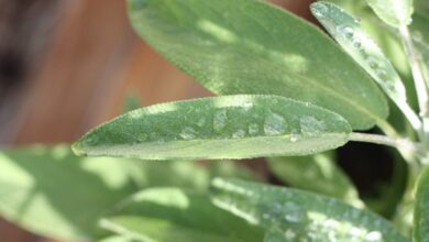 خواص به لیمو | بررسی 9 خاصیت به لیمو + طرز تهیه دمنوش